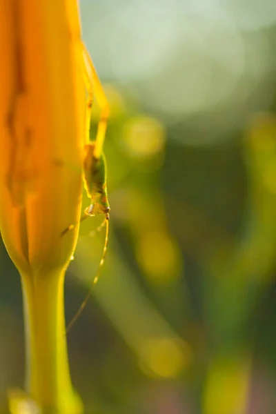 Pequeno Grilo Uma Planta — Fotografia de Stock