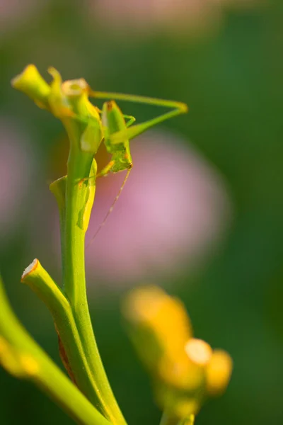 Grillo Pequeño Una Planta —  Fotos de Stock