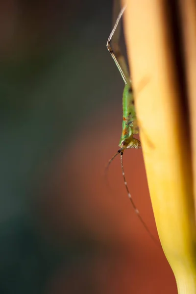 Petit Cricket Sur Une Plante — Photo