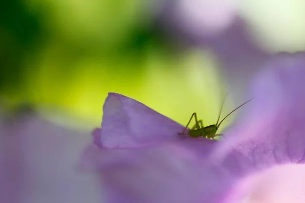 Grillo Pequeño Una Planta —  Fotos de Stock