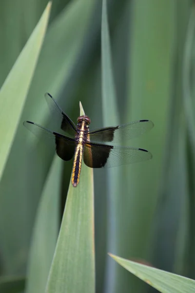 Een Uitzicht Van Een Libelle — Stockfoto