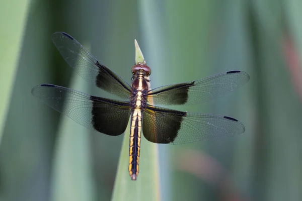 Een Uitzicht Van Een Libelle — Stockfoto