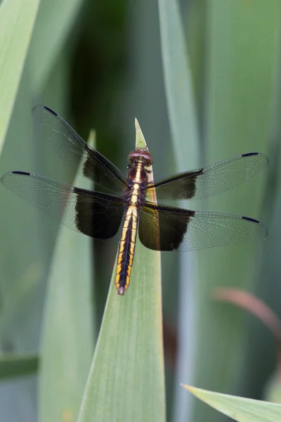 View Dragonfly — Stock Photo, Image