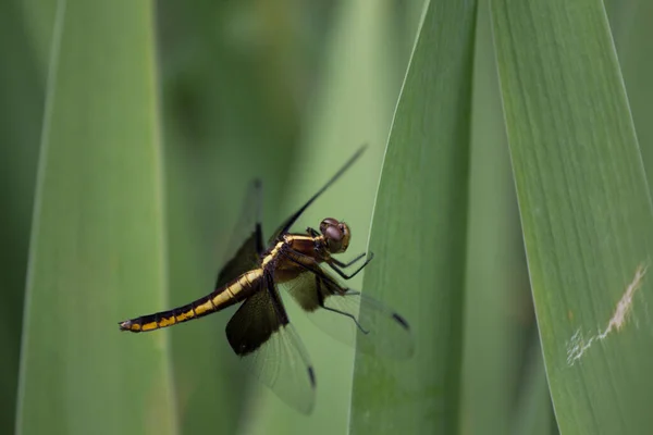 Een Uitzicht Van Een Libelle — Stockfoto