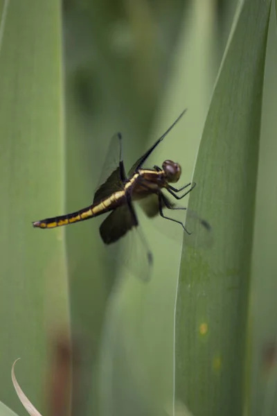 Een Uitzicht Van Een Libelle — Stockfoto