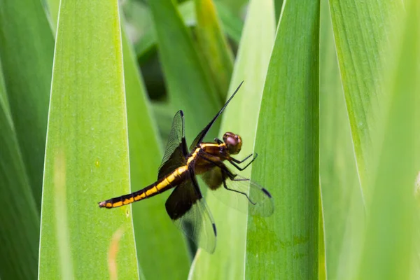 Een Uitzicht Van Een Libelle — Stockfoto