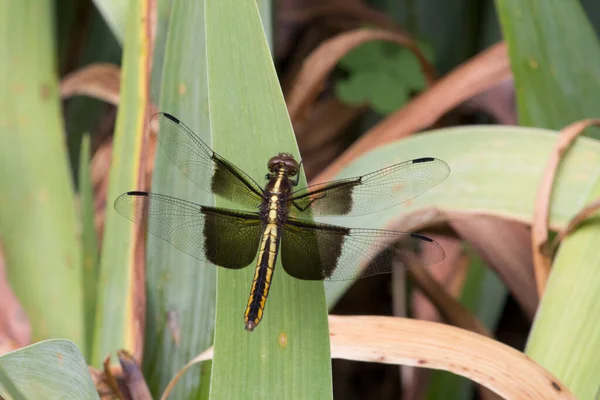 Een Uitzicht Van Een Libelle — Stockfoto