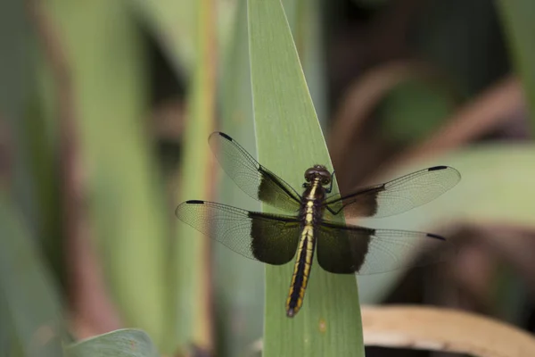 View Dragonfly — Stock Photo, Image