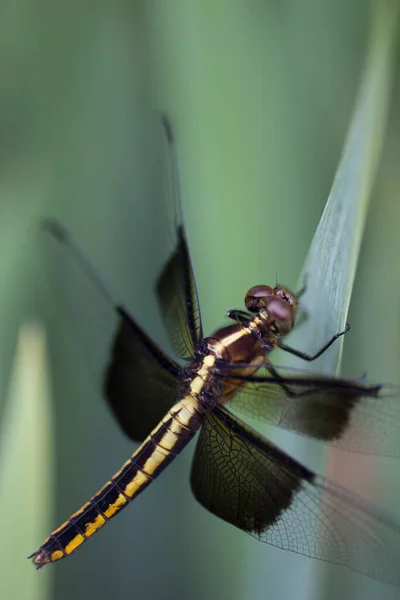 蜻蜓图景 — 图库照片