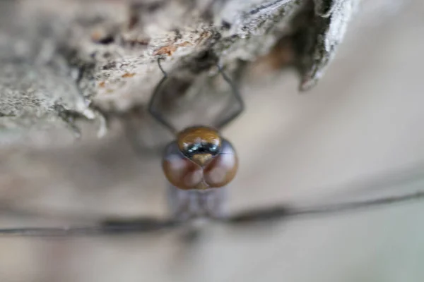 Una Veduta Una Libellula — Foto Stock