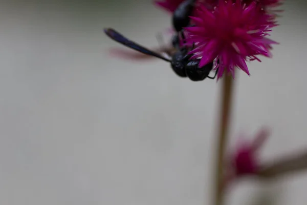 Wasp Feeding Flower — Stock fotografie