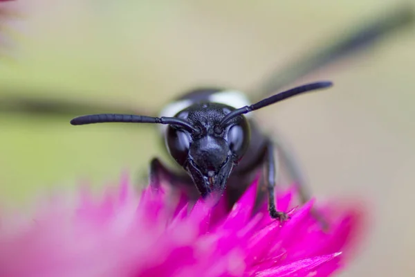 Wespe Ernährt Sich Von Einer Blume — Stockfoto