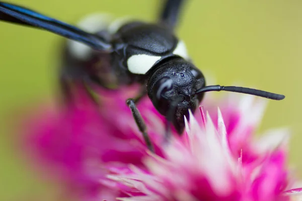 Wasp Voedt Zich Met Een Bloem — Stockfoto