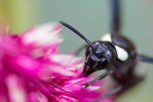 Wasp Utfodring Blomma — Stockfoto
