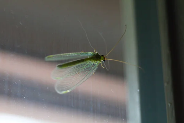 Mayfly Attaché Une Fenêtre Verre — Photo