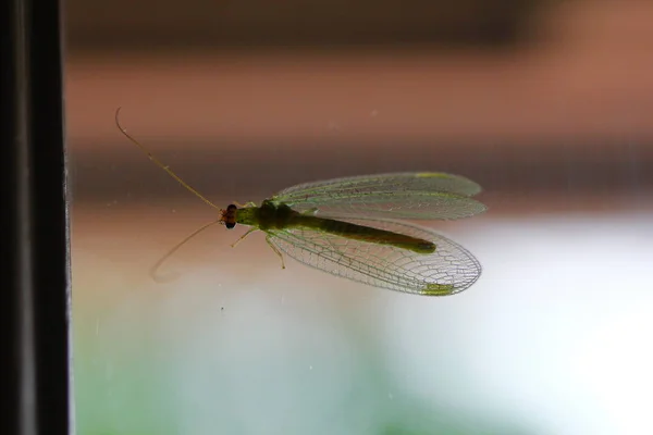Mayfly Attached Glass Window — стоковое фото