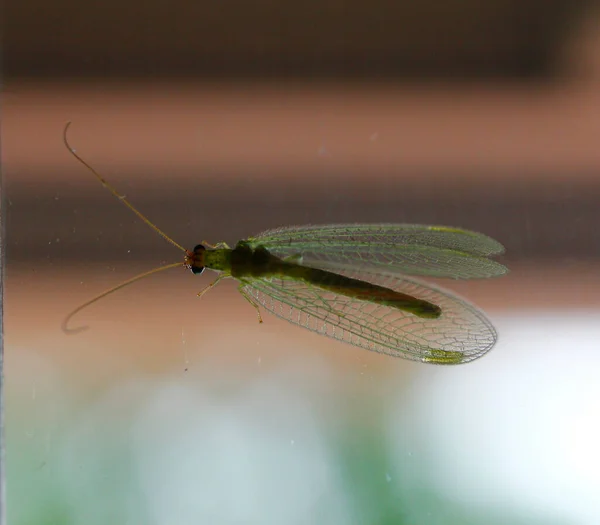 Mayfly Attached Glass Window — Stock Photo, Image