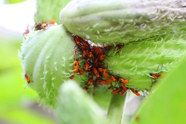 Insetti Lattuga Sulle Piante Lattuga — Foto Stock