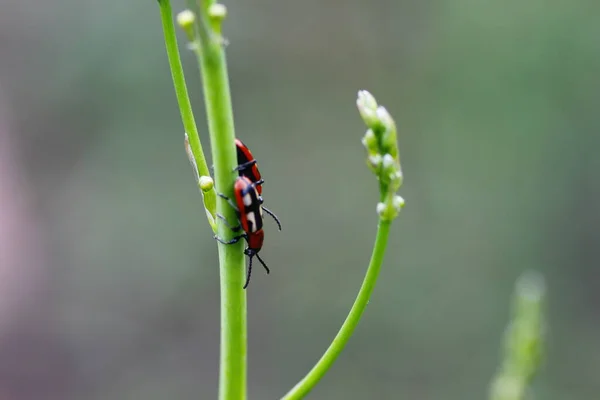 雑草植物の雑草虫 — ストック写真