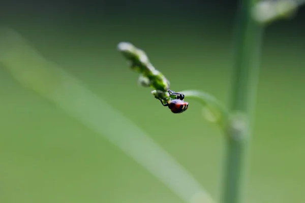 Bugs Asclépiade Sur Les Plantes Asclépiade — Photo