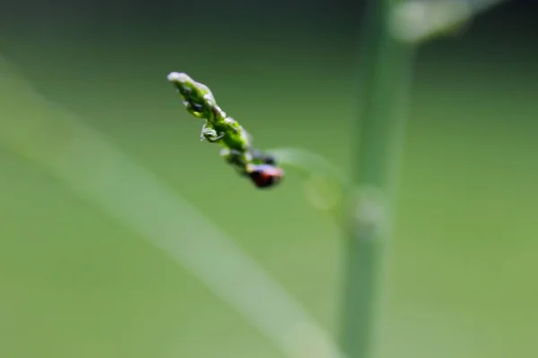 Bugs Asclépiade Sur Les Plantes Asclépiade — Photo