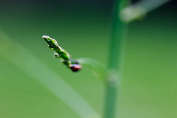 Bugs Asclépiade Sur Les Plantes Asclépiade — Photo