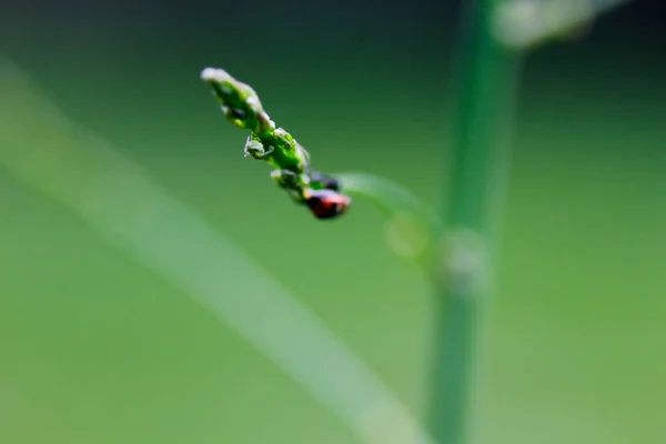 Bugs Asclépiade Sur Les Plantes Asclépiade — Photo