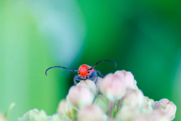 Bugs Asclépiade Sur Les Plantes Asclépiade — Photo