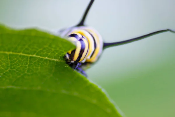 Monarch Caterpillar Feeding Plant — Stock Photo, Image