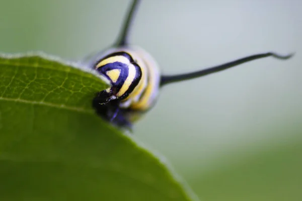 植物へのモナークのキャタピラーの給餌 — ストック写真