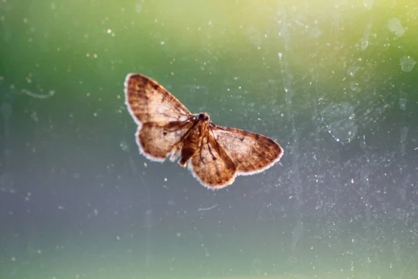 Brown Moth Zielonym Tle — Zdjęcie stockowe