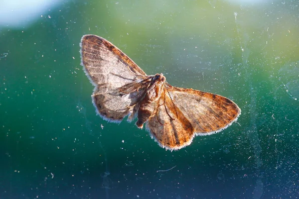 Brun Moth Med Grön Bakgrund — Stockfoto