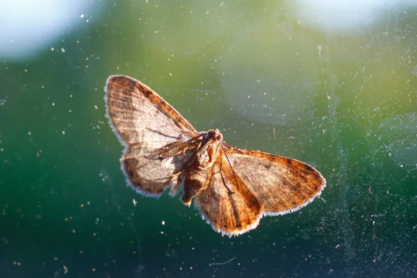 Brun Moth Med Grön Bakgrund — Stockfoto