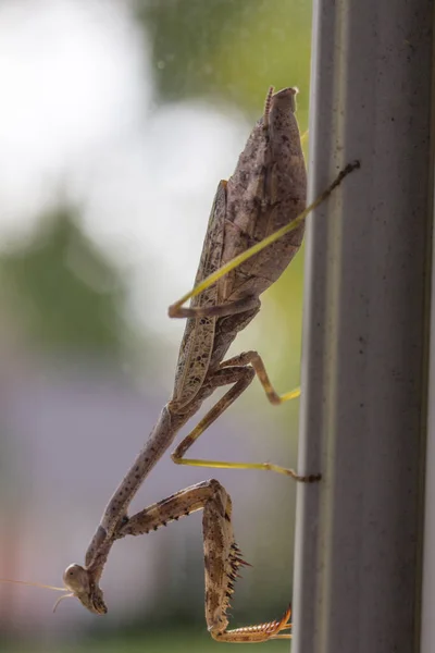 Praying Mantis Insect Outdoors — Stock Photo, Image