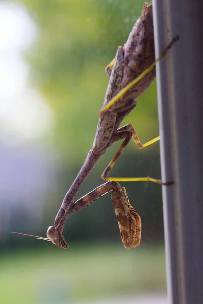 Praying Mantis Insect Outdoors — Stock Photo, Image