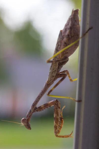 一种正在祈祷的螳螂昆虫户外 — 图库照片