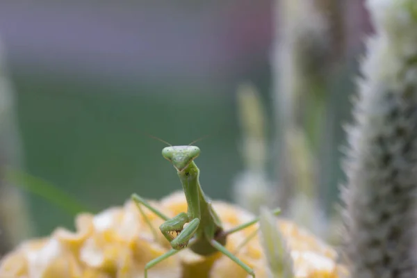 祈りのカマキリ昆虫屋外 — ストック写真