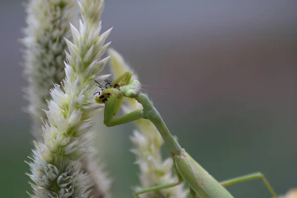 Ένα Προσευχής Mantis Εντόμων Εξωτερικούς Χώρους — Φωτογραφία Αρχείου