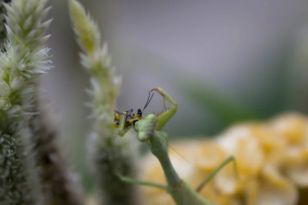 Bönemantis Insekt Utomhus — Stockfoto