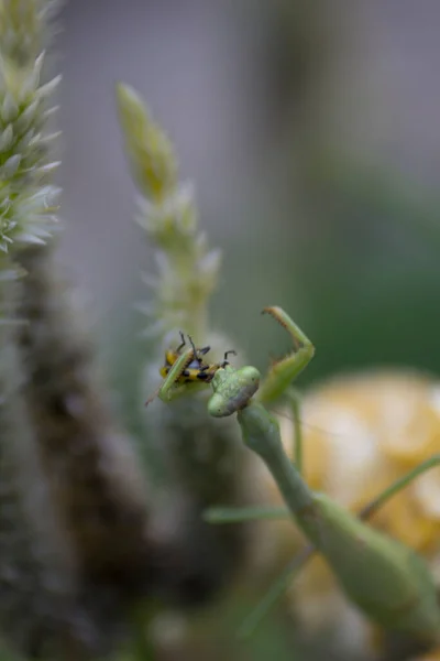 당첨자들을 환영하는 곤충들 — 스톡 사진