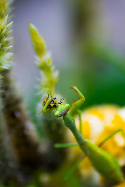 Ένα Προσευχής Mantis Εντόμων Εξωτερικούς Χώρους — Φωτογραφία Αρχείου