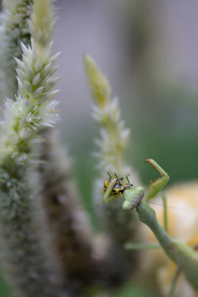 Une Mangue Prière Insecte Extérieur — Photo