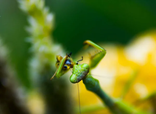 祈りのカマキリ昆虫屋外 — ストック写真