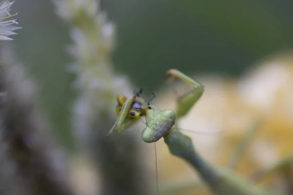 祈りのカマキリ昆虫屋外 — ストック写真