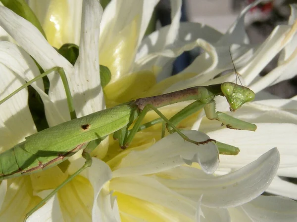 Ένα Προσευχής Mantis Εντόμων Εξωτερικούς Χώρους — Φωτογραφία Αρχείου