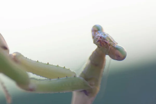 Une Mangue Prière Insecte Extérieur — Photo