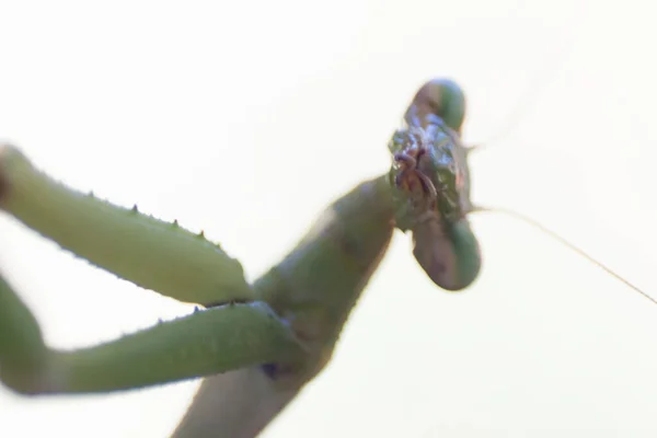 Een Bidsprinkhaan Insect Buiten — Stockfoto