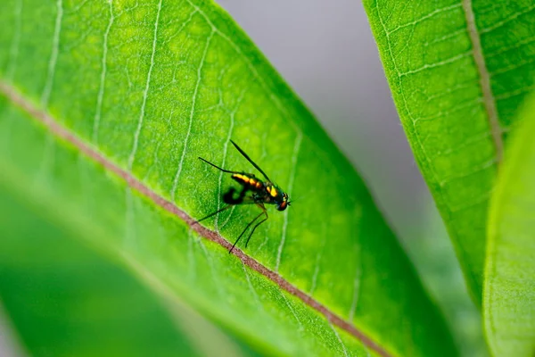 Μικρή Μεταλλική Μύγα Στο Φυτό Milkweed — Φωτογραφία Αρχείου