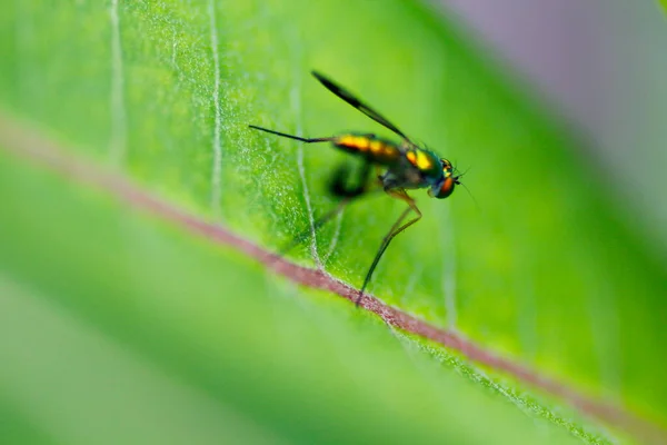 Petite Mouche Métallique Sur Plante Asclépiade — Photo