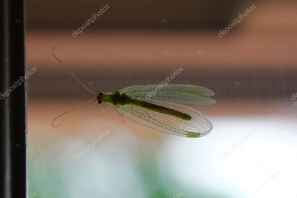 Mayfly Attached to a Glass Window